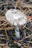 Amanita-porphyria-as growing.